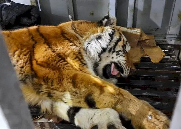 Не будут ампутировать лапы спасённой в Хабаровском крае тигрице