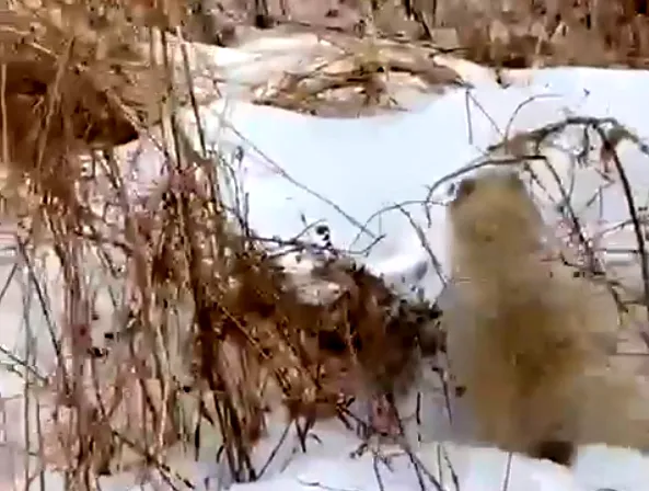 ВИДЕО: Неизвестного науке зверя обнаружили дальневосточные инспекторы охотнадзора