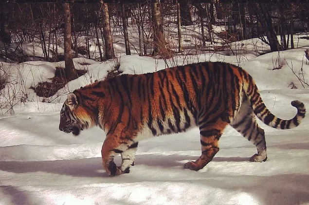 Уникальная возможность выбрать имя тигрице есть у жителей ЕАО