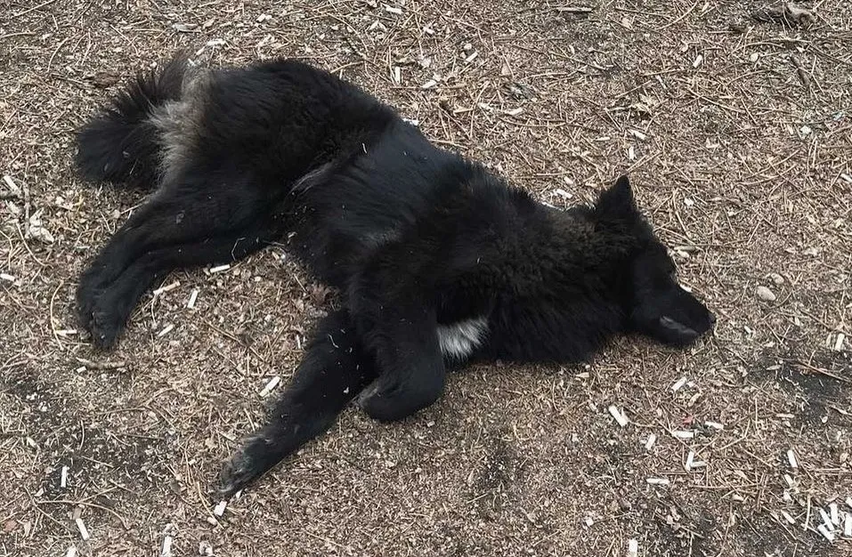 О массовой гибели бездомных собак в Биробиджане сообщают зоозащитники