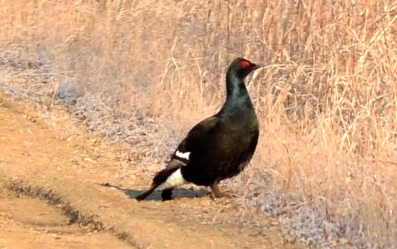 Они возвращаются! Кадры с перелётными птицами разместил в соцсети житель Биробиджана