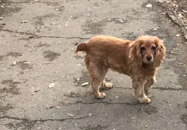 Биробиджанскими догхантерами занялась прокуратура ЕАО