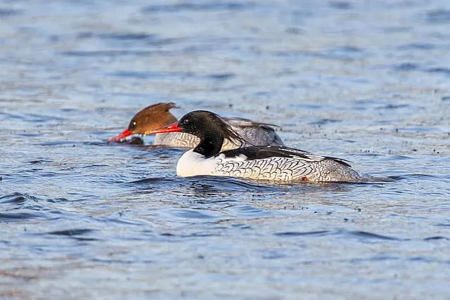 Очень повезло: вымирающий вид птиц запечатлел биробиджанский фотоохотник Павел Петрушин
