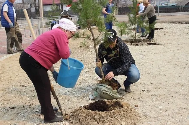 Саженцы сибирского кедра появились возле одного из мемориалов в Биробиджанском районе