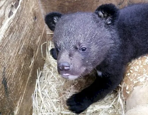 ВИДЕО: Спасённые осиротевшие гималайские медвежата подрастают в Центре «Тигр»