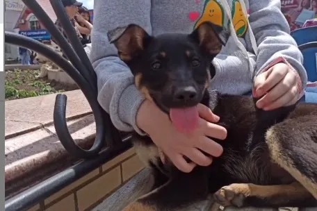 Все больше пушистых сирот находят себе дом благодаря ярмаркам приюта «Хатико» в Биробиджане