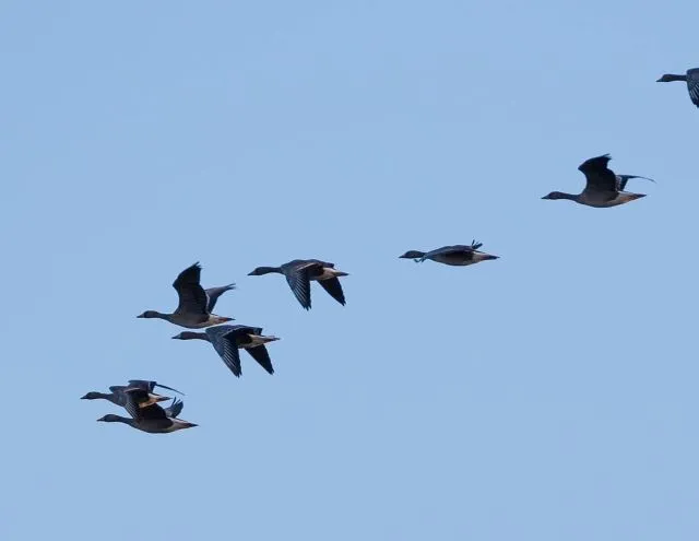 Краснокнижных и редких птиц смогли увидеть участники тура по заповеднику «Бастак» в ЕАО