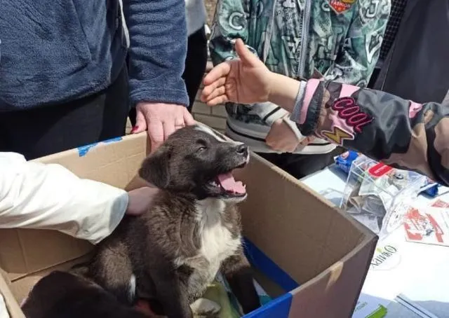 На биробиджанском Арбате снова пройдет ярмарка бездомных животных