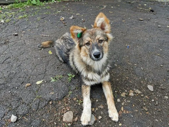 Новыми проблемами обрастает проект по стерилизации бездомных животных в Биробиджане