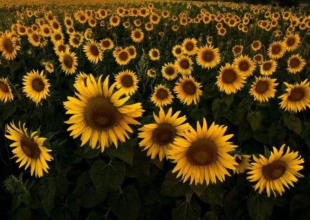 Гороскоп на 24 июля: Весы рискуют попасть под чужое влияние, Козероги могут «сесть в лужу»