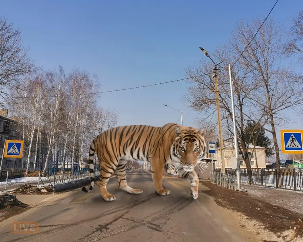 Тигрица Шахерезада или Тайга? Кличку дикой кошке выбирают дальневосточники