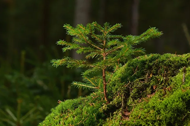 «Сохраним лес»:  в ЕАО высадят 45 тысяч сеянцев
