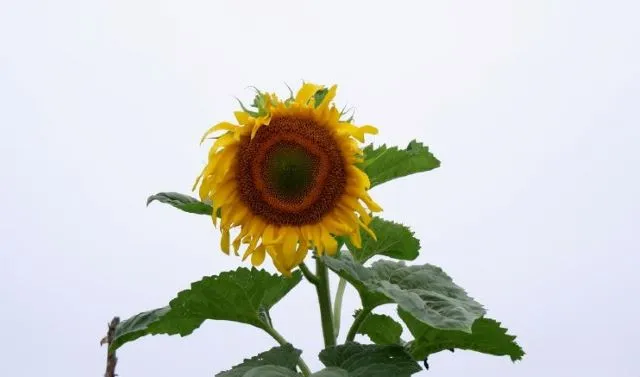 Потеплеет в ЕАО 10 августа - прогноз погоды