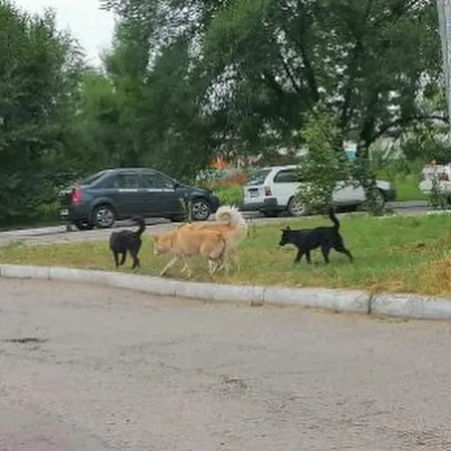 Это травля: в агрессивности бездомных собак усомнились зоозащитники Биробиджана