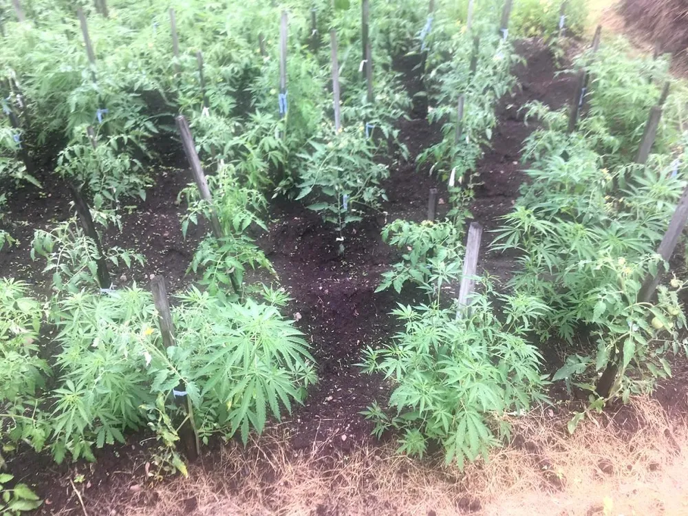 Задержали при сборе «урожая» жителя ЕАО