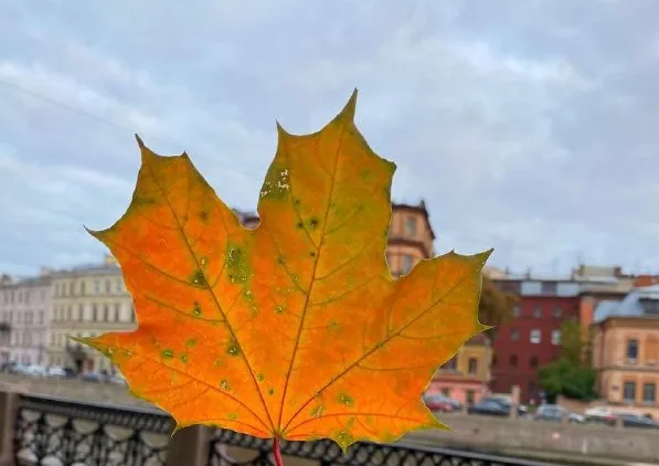 Порадует погодой жителей ЕАО еще один день - прогноз на 29 октября