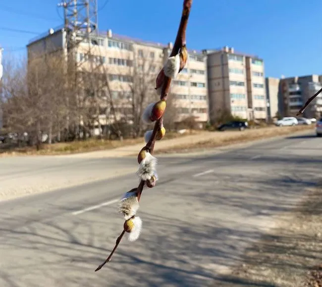 Распустилась верба в конце октября в Биробиджане