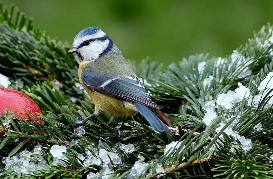 Синица в руках - большое счастье: народные приметы на 12 ноября