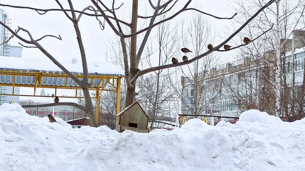 Морозные ночи и небольшой снег - прогноз погоды в ЕАО на 14 декабря