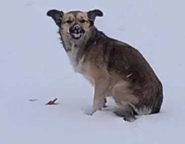 История Хатико из ЕАО