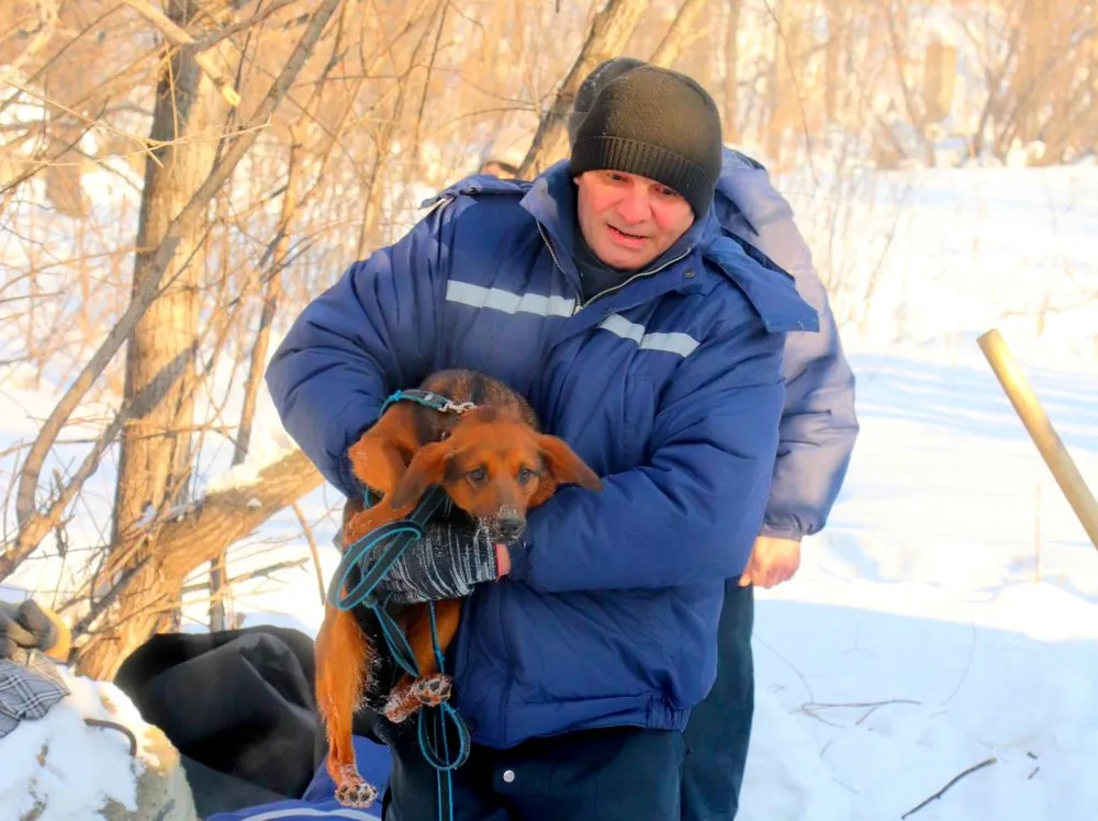 Историю спасения собачьей семьи в лютый мороз раскрыли спасатели ЕАО