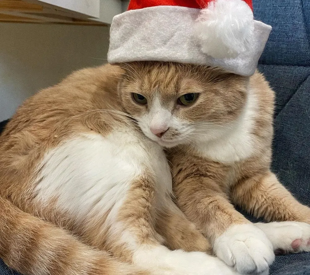 Лучшим интернет-котом России стал Персик из Хабаровска