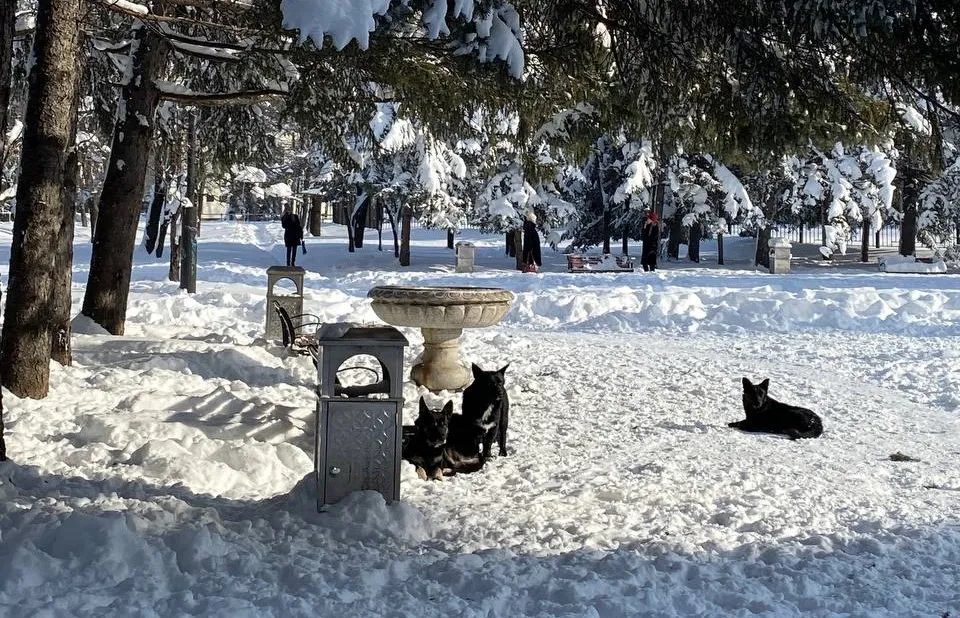 Жаловаться на хозяев собак можно на «горячую линию» в Биробиджане