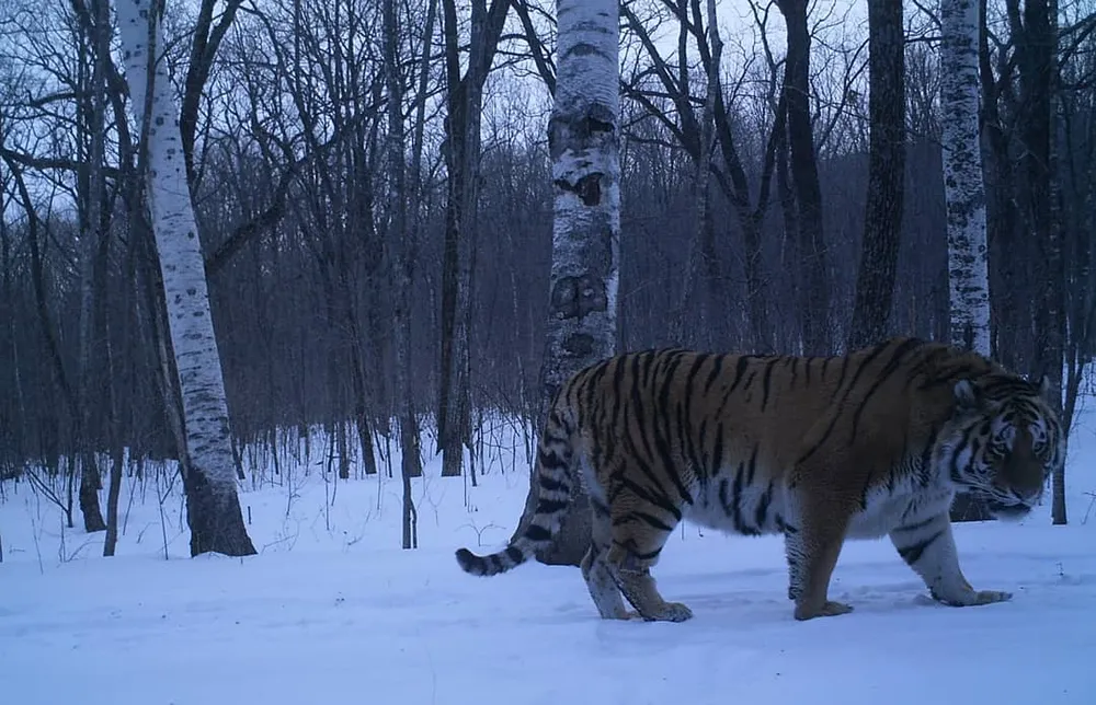 Тигра в Биробиджане не было в новогодние праздники - госохотнадзор