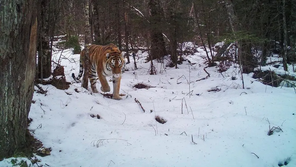 Что делать при встрече с тигром - мэрия Биробиджана информирует горожан
