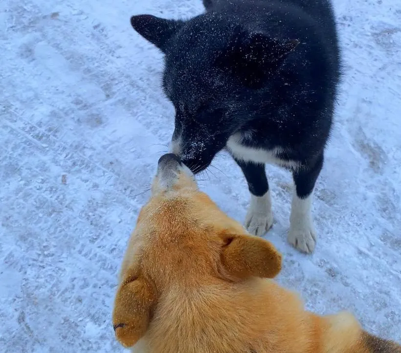 Сильно будет колебаться температура воздуха в разных районах ЕАО 18 января - прогноз погоды
