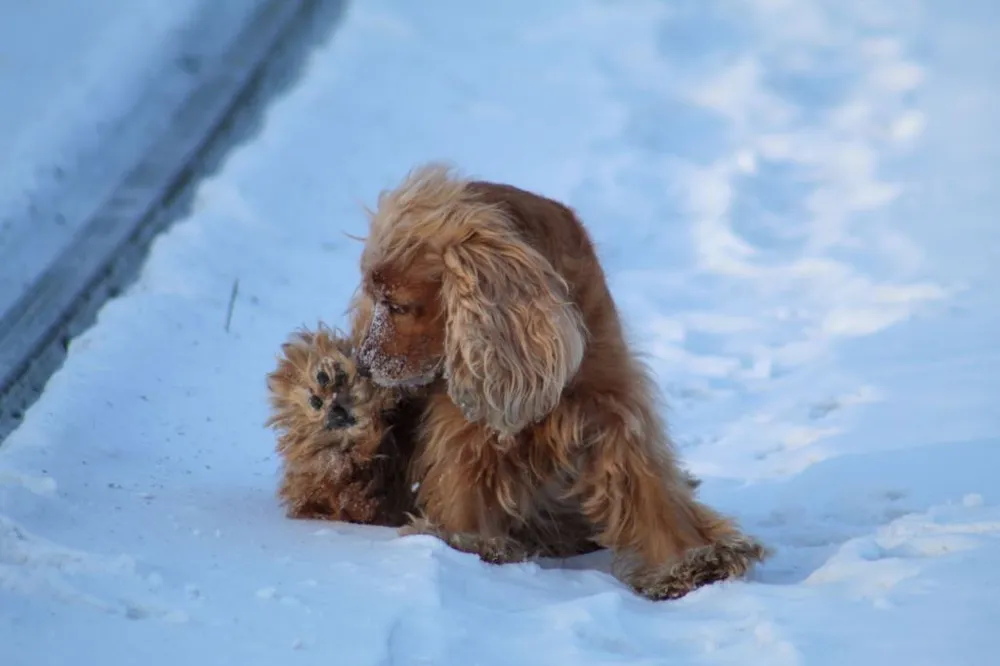 Морозный выходной ожидает жителей ЕАО - прогноз погоды на 29 января