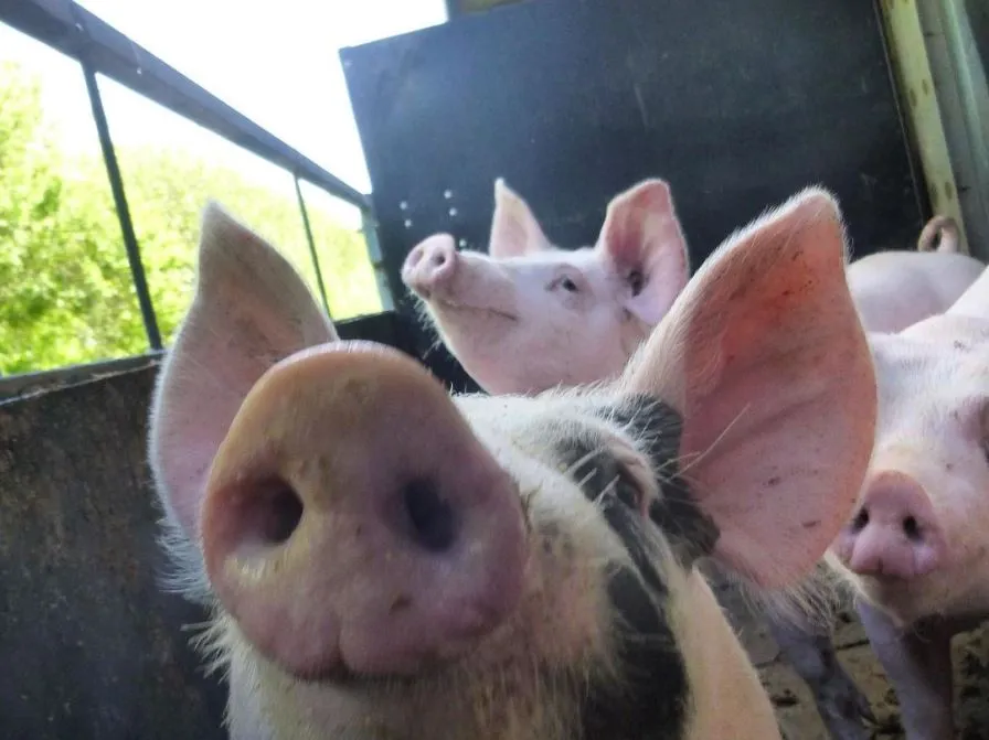 В 11 раз сократилось количество свиней в ЕАО из-за африканской чумы