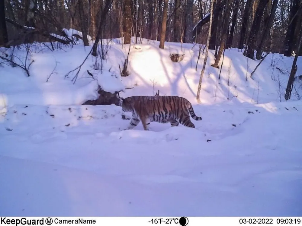 Тигрицу засняли на севере Биробиджана