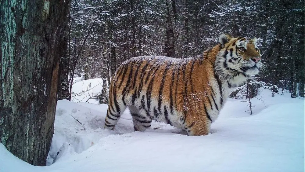 Следы амурских тигров ищут в трех районах ЕАО
