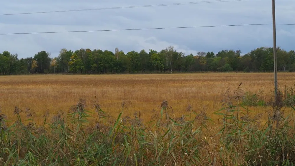 Выращивать гречиху на полях ЕАО планирует фермер из Октябрьского района