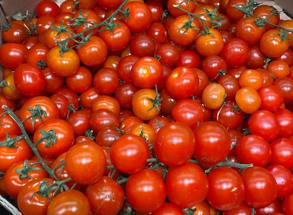 Современный тепличный комплекс по выращиванию овощей появится в ЕАО