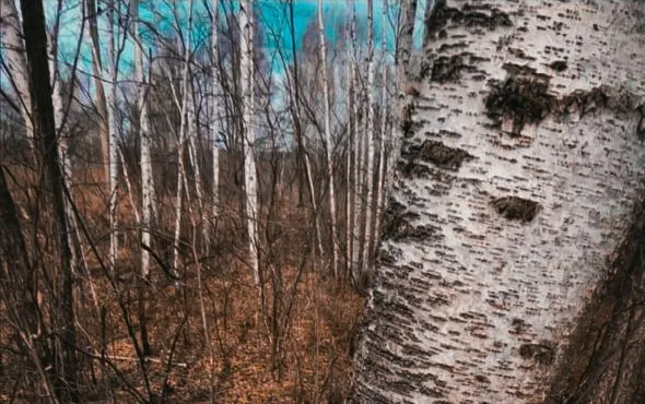 Лучше, чем газировка: жители Облученского района активно запасаются березовым соком⠀