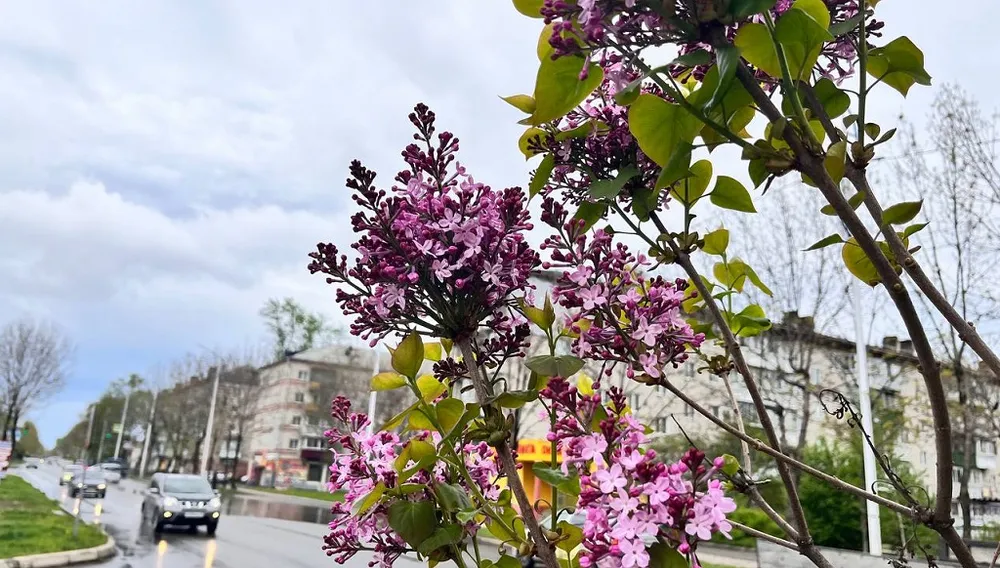 Весеннее тепло обещают в Облучье - прогноз погоды на 25 мая в ЕАО