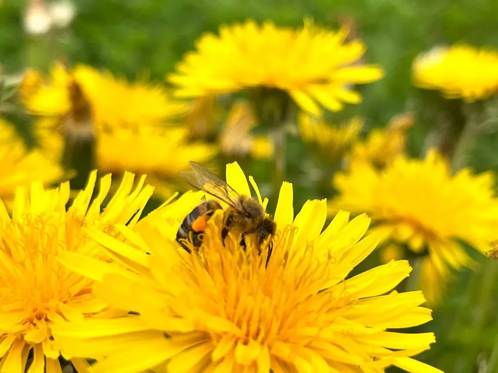 Охранники не пускают пьяных пчел домой - ты такое не загуглишь