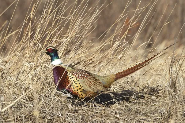 Стали известны сроки охотничьего сезона в этом году в ЕАО
