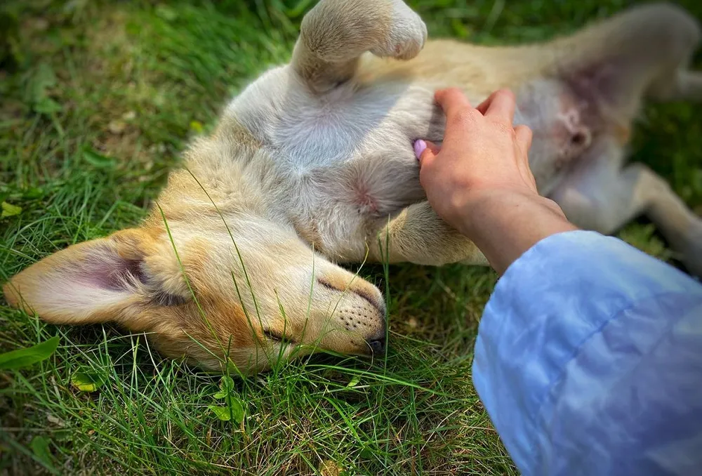 Обустроить площадки для выгула домашних животных обязали районную администрацию в ЕАО