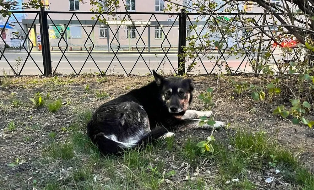 Лишиться водительских прав из-за сбитой собаки могут россияне