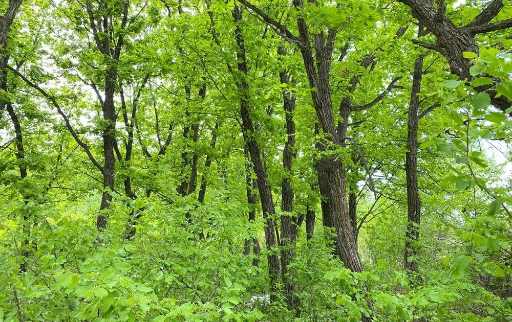 Осуждён за рубку деревьев бывший главный госинспектор Департамента лесного хозяйства по ДФО