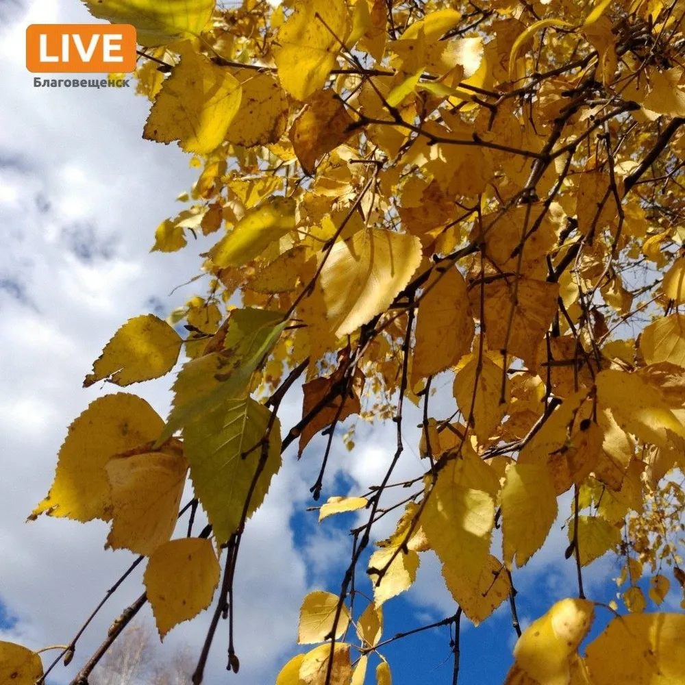 «Амурская осень» покажет 42 кинопремьеры в 
Благовещенске