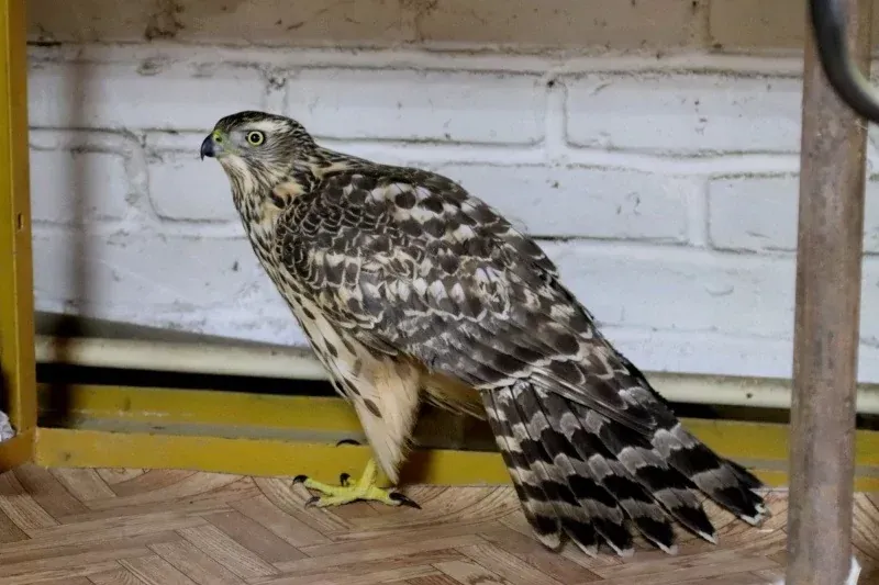 Спасли от гибели редкого ястреба сотрудники МЧС в Биробиджане