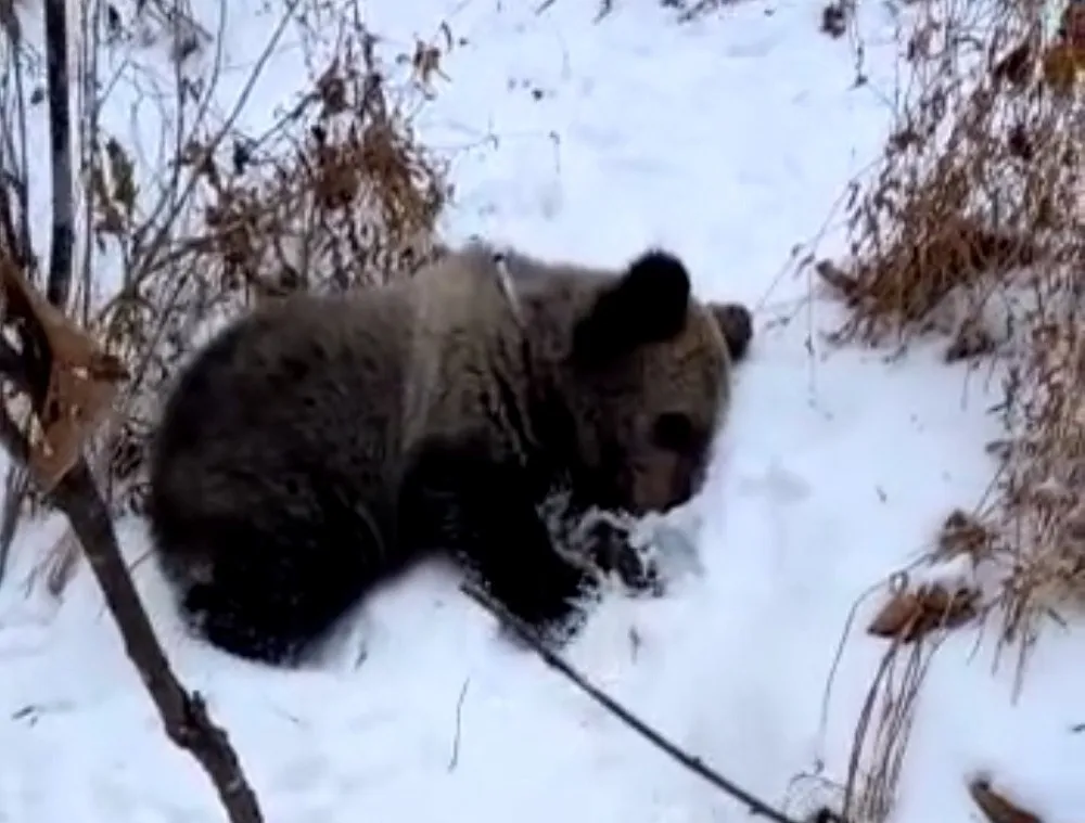 Что стало с медвежонком, замеченным в окрестностях Биробиджана