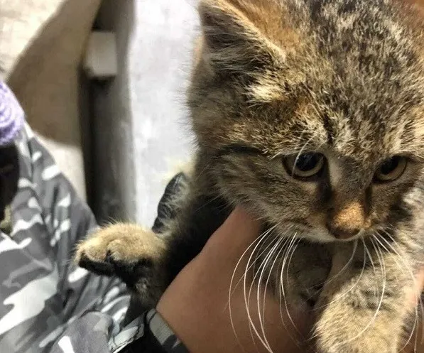 От неминуемой смерти сотрудники МЧС спасли двух котов в ЕАО