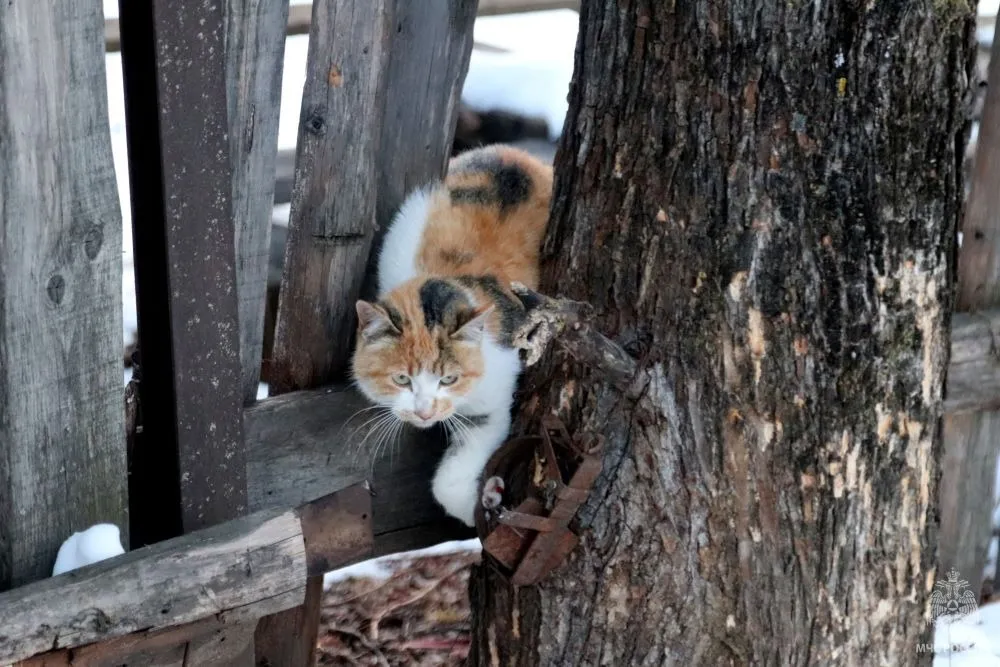 Ставит капканы на кошек неизвестный житель ЕАО