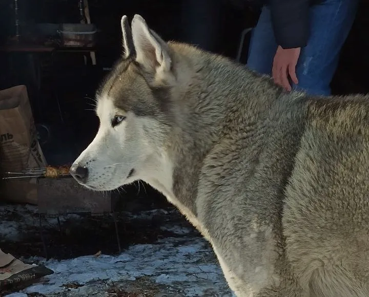Год «строгача» за жестокое обращение с животным получил житель ЕАО