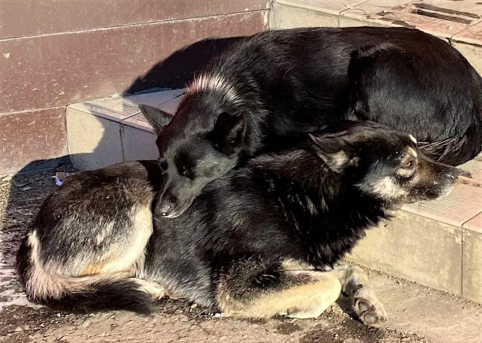 В городе вводится безвозвратный отлов собак – зоозащитница из Биробиджана